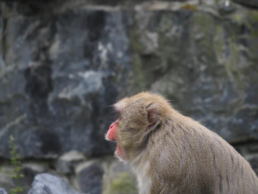 Pairi Daiza (Brugelette, Belgium)